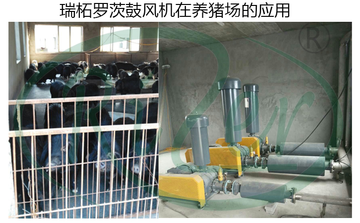 養(yǎng)殖用羅茨鼓風機的優(yōu)點總結