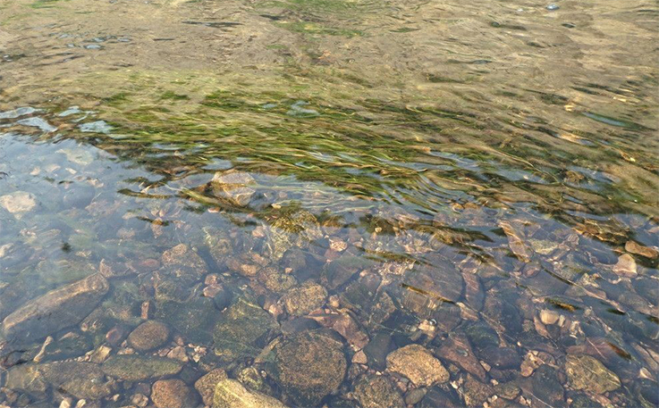 圖二：理想中，我們希望的河水是這樣的