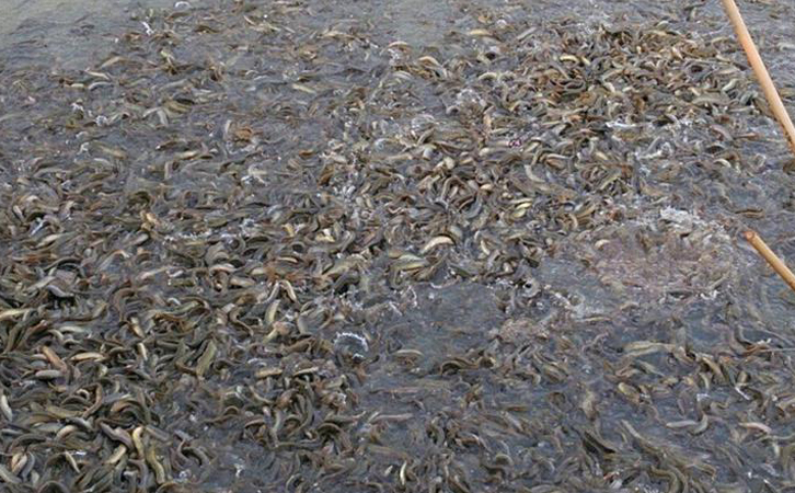 一畝魚塘能養(yǎng)多少魚