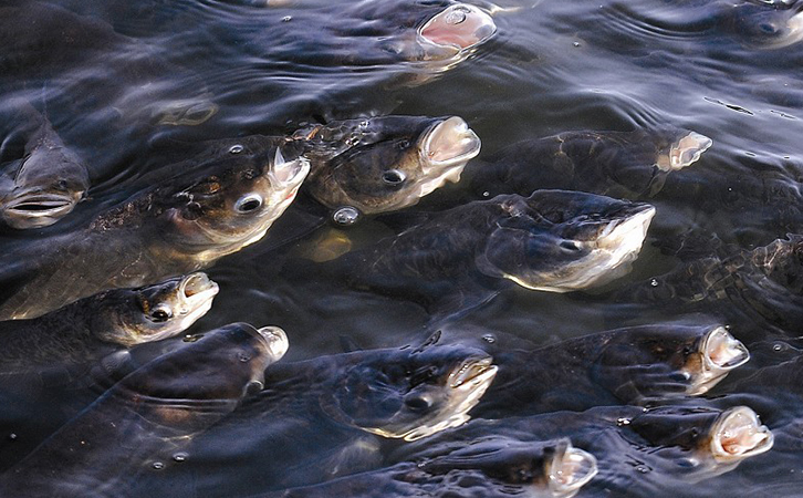 魚塘缺氧
