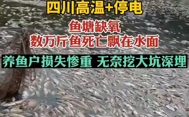 高溫天氣停電缺氧造成萬斤魚死亡